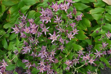 Tricyrtis formosana çiçekleri. Liliaceae daimi bitkileri. Eylül 'den Kasım' a kadar, kortibler gövdenin ucuna bağlanır ve çiçekler yukarı doğru doğar..