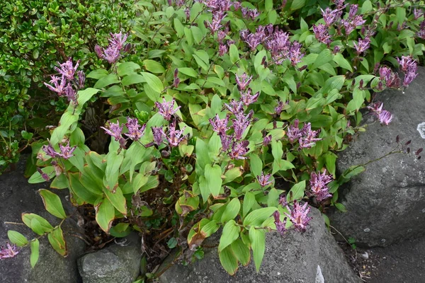 Tricyrtis Formosana Fleurs Liliaceae Plantes Vivaces Septembre Novembre Les Corymbes — Photo