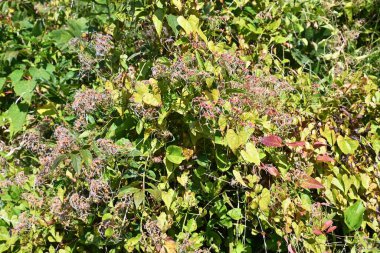 Çiçek açtıktan sonra tatlı sonbahar klemati. Çiçekler bittikten sonra tohumlar oluşmaya başlar ve uçlarından beyaz bıyıklar belirir..