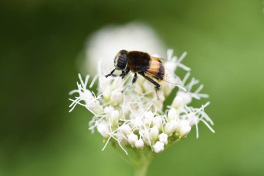 Thoroughwort çiçekleri ve bir böcek. Asteraceae daimi bitkileri. Ağustostan Kasım ayına kadar birçok küçük çiçek gövdenin ucunda açar. Ayrıca bir bitkidir..