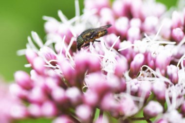 Thoroughwort çiçekleri ve bir böcek. Asteraceae daimi bitkileri. Ağustostan Kasım ayına kadar birçok küçük çiçek gövdenin ucunda açar. Ayrıca bir bitkidir..