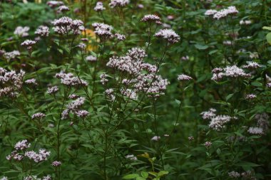 Thoroughwort çiçekleri ve bir böcek. Asteraceae daimi bitkileri. Ağustostan Kasım ayına kadar birçok küçük çiçek gövdenin ucunda açar. Ayrıca bir bitkidir..