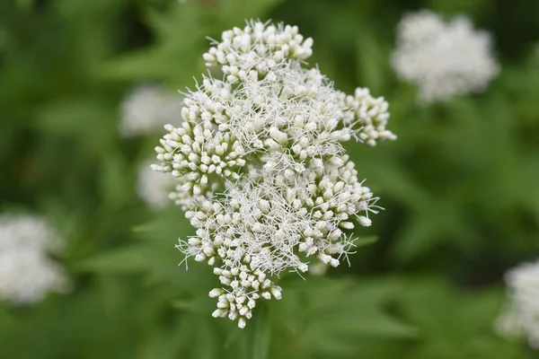 Thoroughwort Flowers Insect Asteraceae Perennial Plants Many Small Flowers Bloom — Stock Photo, Image