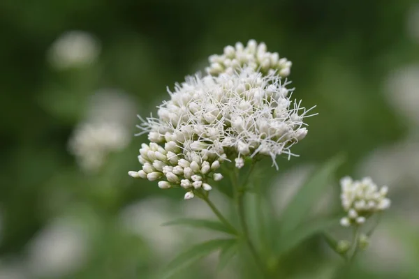 Vollblüter Und Ein Insekt Asteraceae Mehrjährige Pflanzen Viele Kleine Blüten — Stockfoto
