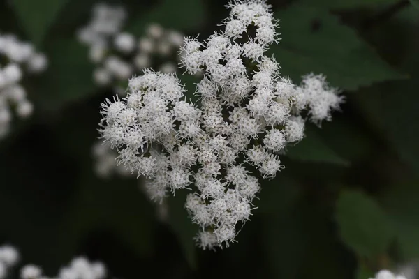 Цветы Белой Змеи Ageratina Altissima Asreraceae Многолетние Растения Многие Белые — стоковое фото