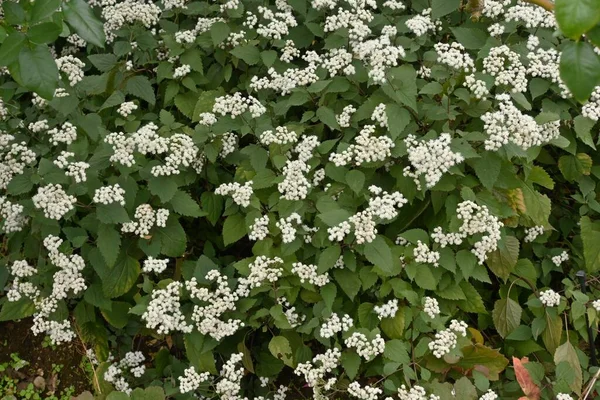 Blüten Der Weißen Schlangenwurzel Ageratina Altissima Asreraceae Mehrjährige Pflanzen Viele — Stockfoto