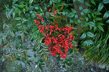 İlahi bambu (Nandina domestica) meyveleri. Berberidaceae her zaman yeşil çalı. Mayıs-Haziran aylarında çiçek açar ve böğürtlenler Kasım-Aralık aylarında olgunlaşır.