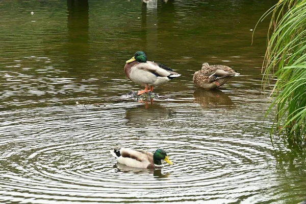 Утки Играют Воде Фоновый Материал Водоплавающих Птиц — стоковое фото
