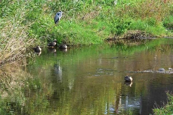 Patos Jugando Agua Material Fondo Aves Acuáticas —  Fotos de Stock