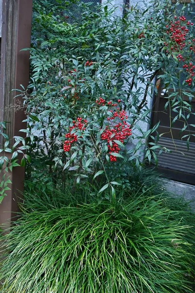 Himmelska Bambu Nandina Domestica Bär Berberidaceae Vintergrön Buske Blommar Maj — Stockfoto