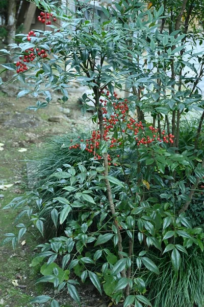 Nebeské Bambusové Bobule Nandina Domestica Berberidaceae Věčně Zelený Keř Kvete — Stock fotografie