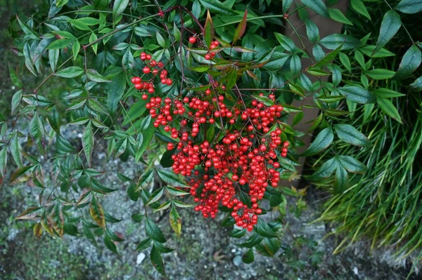 天上的竹子 Nandina Domestica 柏柏科常绿灌木 5月至6月开花 11月至12月成熟红色浆果 — 图库照片