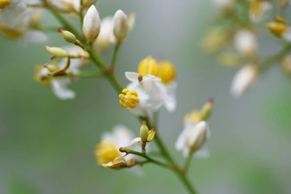 Flores Bambú Celestiales Material Fondo Estacional Pequeñas Flores Blancas Con —  Fotos de Stock
