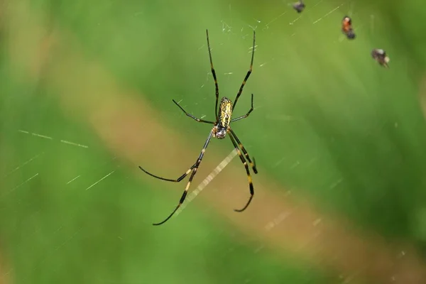 Una Araña Bosque Las Arañas Son Artrópodos Carnívoros Que Tienen — Foto de Stock