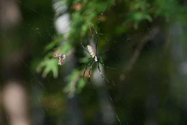 Pavouk Lese Pavouci Jsou Masožraví Členovci Kteří Mají Chelicerae Jedovaté — Stock fotografie