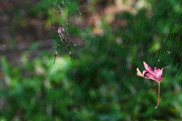 Egy Pók Erdőben Pókok Húsevő Ízeltlábúak Amelyeknek Mérges Mirigyek Vannak — Stock Fotó