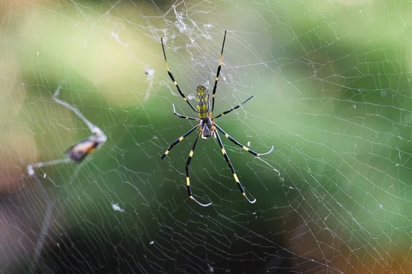 Una Araña Bosque Las Arañas Son Artrópodos Carnívoros Que Tienen — Foto de Stock
