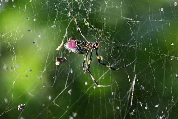 Spider Forest Spiders Carnivorous Arthropods Have Venomous Glands Chelicerae Spew — Stock Photo, Image