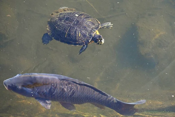 Ett Rödörat Reglage Som Simmar Med Karp Bäck Det Köttätande — Stockfoto