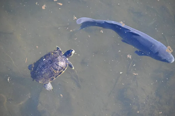 슬라이더는 잉어와 유선형으로 수영한다 이것은 육식이며 물고기와 곤충을 — 스톡 사진