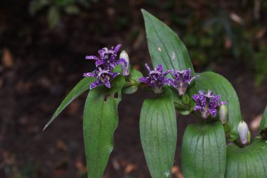 Kurbağa zambağı (Tricyrtis hirta) çiçekleri. Liliaceae bitkileri ve benekli çiçekleri yaz sonlarından sonbahara kadar..