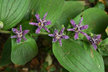 Kurbağa zambağı (Tricyrtis hirta) çiçekleri. Liliaceae bitkileri ve benekli çiçekleri yaz sonlarından sonbahara kadar..