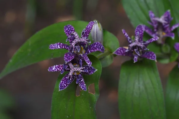 Kurbağa zambağı (Tricyrtis hirta) çiçekleri. Liliaceae bitkileri ve benekli çiçekleri yaz sonlarından sonbahara kadar..