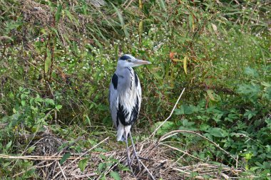 Gri balıkçıl nehir kıyısında sessizce dinleniyor..