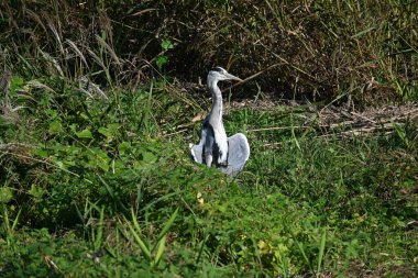 Gri balıkçıl nehir kıyısında sessizce dinleniyor..