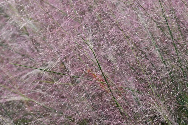 Muhlenbergia Capillaris Poaceae Pianta Perenne Stagione Della Fioritura Settembre Ottobre — Foto Stock