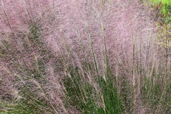 ミューレンベルギア カピラリス 多年草の植物 開花期は9月10月です — ストック写真