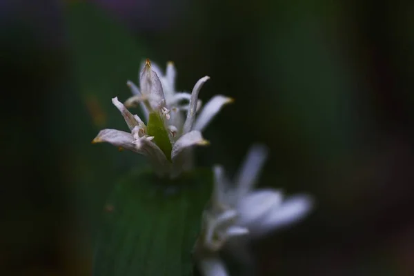 Tricyrtis Hirta Albescens Fehér Varangy Liliom Virágok Liliaceae Évelő Növények — Stock Fotó