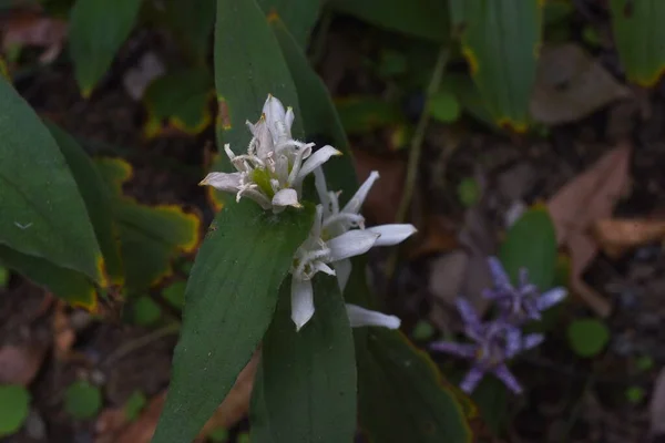 Tricyrtis Hirta Albescens Λευκά Άνθη Βατράχου Πολυετή Φυτά Liliaceae Ανθίζουν — Φωτογραφία Αρχείου