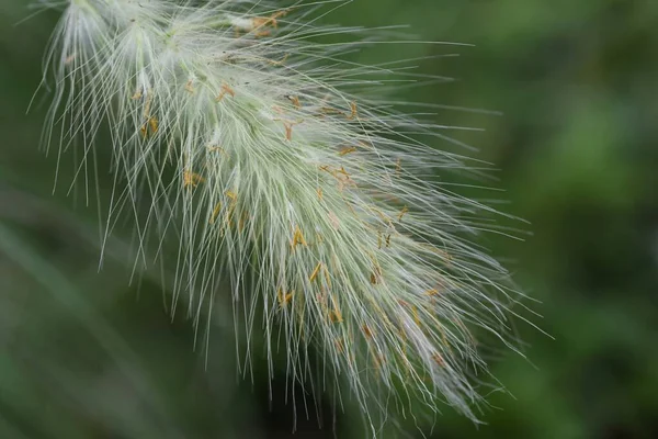 ペニセトゥム ヴィロサム 多年草の植物 秋の風に揺れる柔らかい白い耳の美しい観賞用ガラス — ストック写真