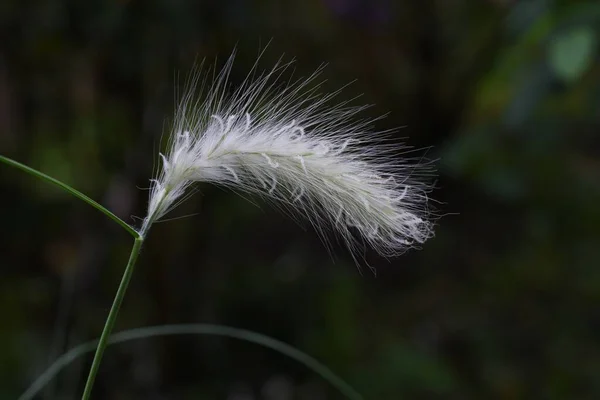 Pennisetum Villosum Fleråriga Växter Poaceae Ett Vackert Prydnadsglas Med Mjuka — Stockfoto
