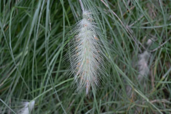 Pennisetum Villosum Poaceae Daimi Bitkileri Sonbahar Melteminde Sallanan Yumuşak Beyaz — Stok fotoğraf