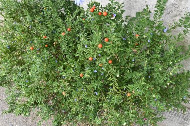  Kudüs kiraz çilekleri. Solanaceae her zaman yeşildir. Yazın beyaz çiçekler açar ve sonbahar ve kış aylarında meyveler turuncuya dönüşür. Ama çok zehirli oldukları için dikkatli olun..