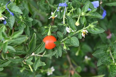  Jerusalem cherry berries. Solanaceae evergreen shrub. White flowers bloom in summer, and berries ripen to orange in autumn and winter, but be careful as they are highly toxic. clipart