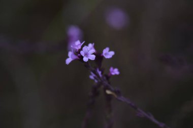 Verbena 'Bampton' çiçekleri. Verbenaceae bitkileri yaz başından sonbahara kadar uçlarında küçük pembe çiçekler açarlar..