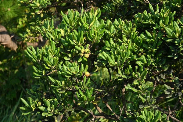 Japanese Cheesewood Pittosporum Tobira Berries Evergreen Shrub Grows Coast Produces — Stock Photo, Image