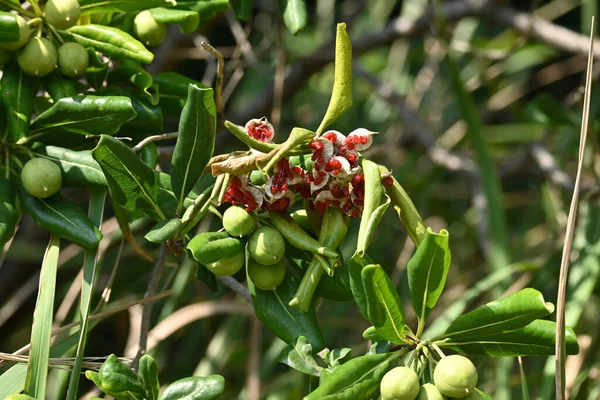 Japanese Cheesewood Pittosporum Tobira Berries Evergreen Shrub Grows Coast Produces — Stock Photo, Image