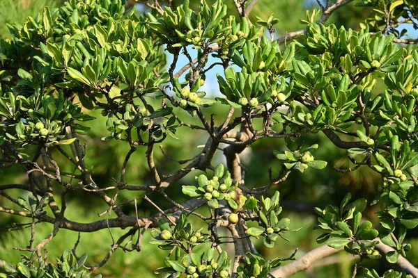 Ягоды Японского Чизвуда Pittosporum Tobira Вечнозеленый Кустарник Который Растет Берега — стоковое фото