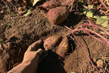 Sebze bahçesinde patates yetiştirmek. Büyüme ve hasat sahnesi.