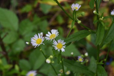 Geleneksel pire (Erigeron annuus) çiçekleri. Ortasında sarı boru çiçekleri olan Asteraceae bitkileri ve Haziran 'dan Ekim' e kadar etrafta beyaz ışın çiçekleri.