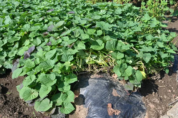 Cultivation Sweet Potato Vegetable Garden Scene Its Growth Harvest — Stock Photo, Image