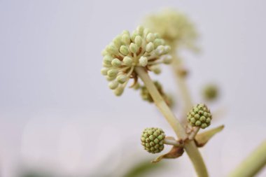 Japon aralia (Fatsia japonica) çiçekleri. Araliaceae her zaman yeşil çalı. Çiçek mevsimi Ekim 'den Aralık' a kadar devam eder ve böceklerle doludur. Yapraklarında saponin içeren tıbbi bir bitki..