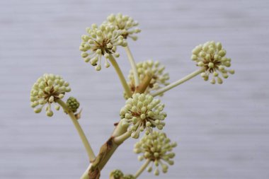 Japon aralia (Fatsia japonica) çiçekleri. Araliaceae her zaman yeşil çalı. Çiçek mevsimi Ekim 'den Aralık' a kadar devam eder ve böceklerle doludur. Yapraklarında saponin içeren tıbbi bir bitki..