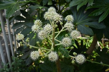 Japon aralia (Fatsia japonica) çiçekleri. Araliaceae her zaman yeşil çalı. Çiçek mevsimi Ekim 'den Aralık' a kadar devam eder ve böceklerle doludur. Yapraklarında saponin içeren tıbbi bir bitki..