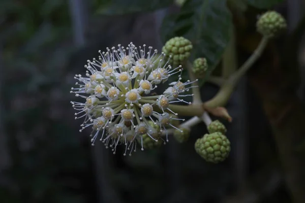 Aralia Japonais Fatsia Japonica Fleurs Arbuste Feuilles Persistantes Araliaceae Saison — Photo