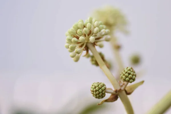 Aralia Japonais Fatsia Japonica Fleurs Arbuste Feuilles Persistantes Araliaceae Saison — Photo